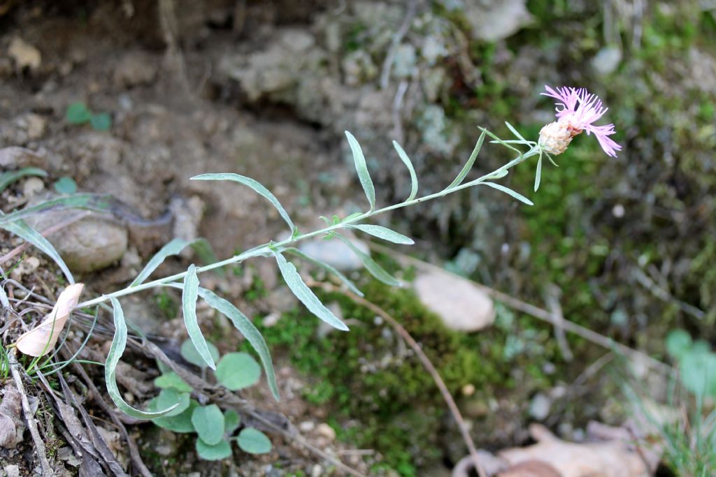 Centaurea jacea ssp. gaudinii?